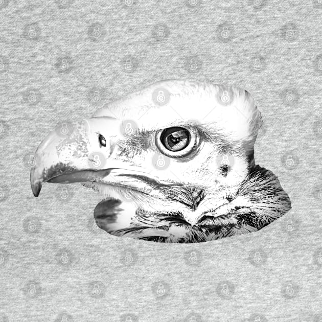 Drawing conversion of the face of a White Faced Vulture by dalyndigaital2@gmail.com